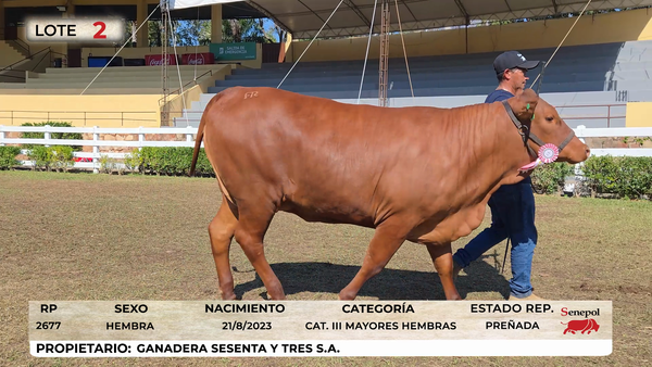 Lote LOTE 2