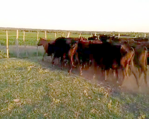 Lote 30 Vacas de invernar en Santa Elena, Entre Ríos