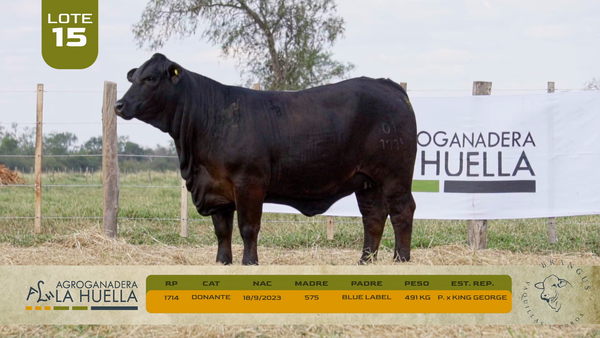 Lote LOTE 15