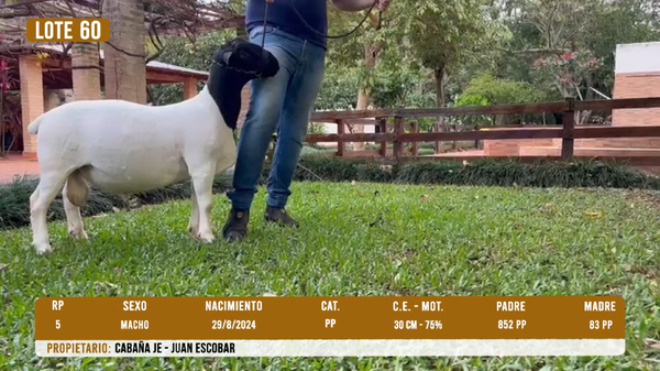 Lote LOTE 60