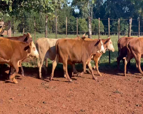 Lote 34 Vacas de invernar en Posadas, Misiones