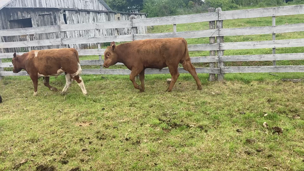 Lote 38 Ternero en Coyhaique, XI Región Aysén