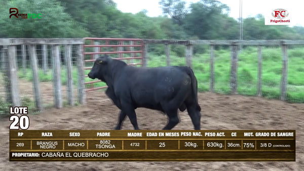 Lote TORO - BRANGUS NEGRO