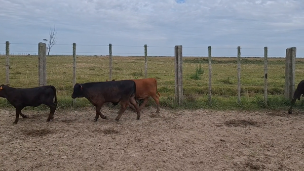 Lote 138 Piezas de cría en Treinta y Tres