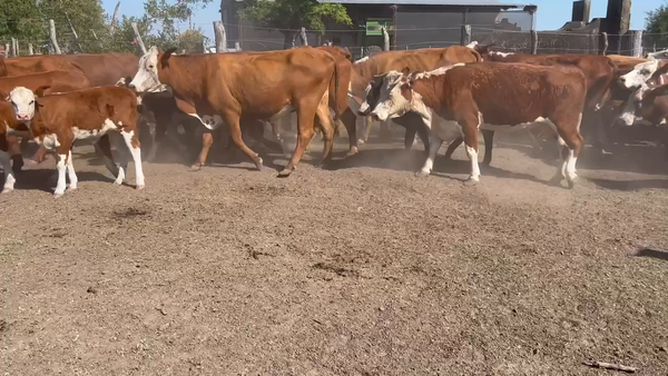 Lote 41 Vacas nuevas C/ cria en Entre Ríos, Durazno
