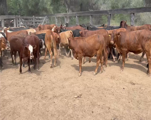 Lote 100 Terneras en Juan José Castelli, Chaco