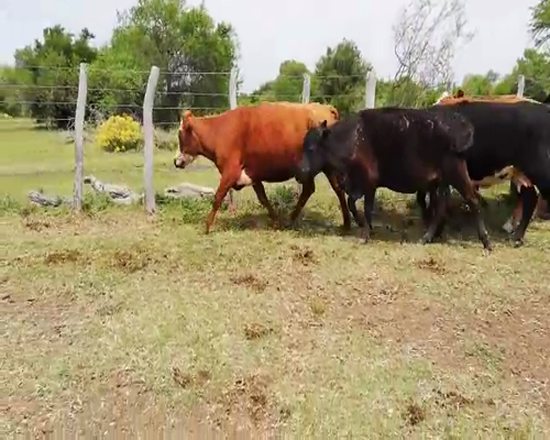 Lote 30 Vacas de invernar en Federal, Entre Ríos