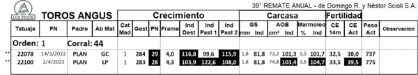 Lote TORO ANGUS