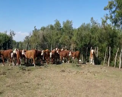 Lote 73 Terneros/as en Entre Ríos, La Paz