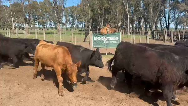 Lote 75 Novillitos en Tres Arroyos