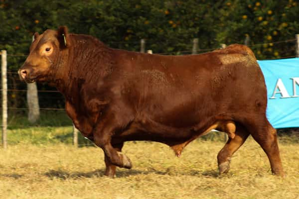 Lote CABAÑA COEMBOTÁ: RP 264