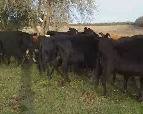 Lote 27 Vacas usadas preñadas en Villaguay, Entre Ríos