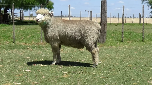 Lote Borrego PO