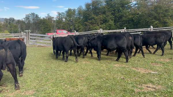 Lote 45 Ternero en Coyhaique, XI región Aysén
