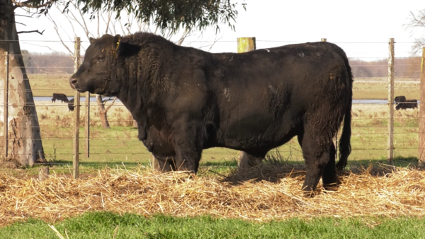 Lote TOROS PUROS POR CRUZA