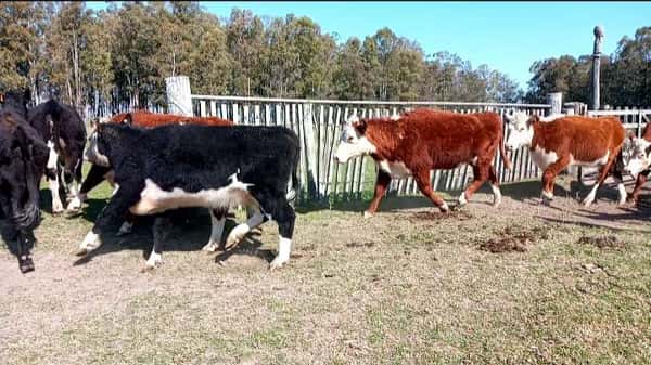 Lote 10 Vaquillonas preñadas en General Enrique Martínez, Treinta y Tres