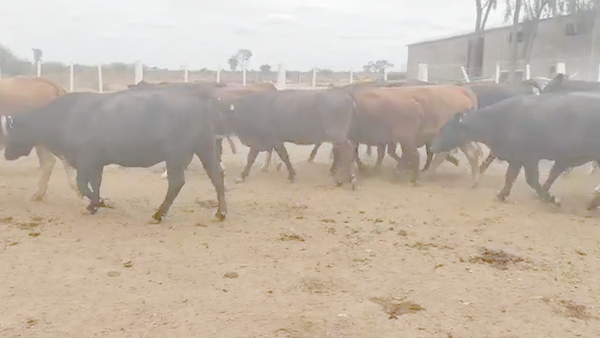 Lote 54 Vacas de invernar en Sachayoj, Santiago del Estero
