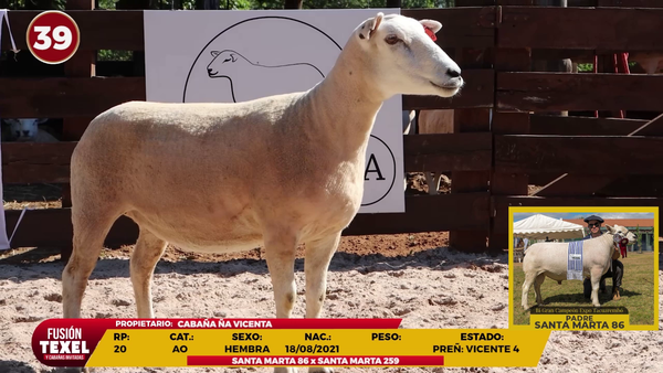 Lote LOTE 39