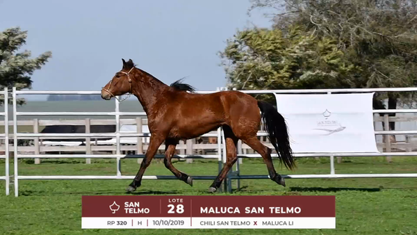 Lote MALUCA SAN TELMO