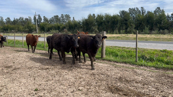 Lote 38 Vaquillonas 1 a 2 años en Sauce, Canelones