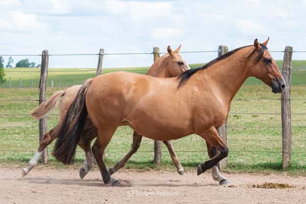 Lote PAYESERA DEL QUEGUAY