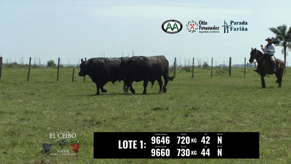 Lote 2 Toros a remate en El Ceibo - Angus, Artigas