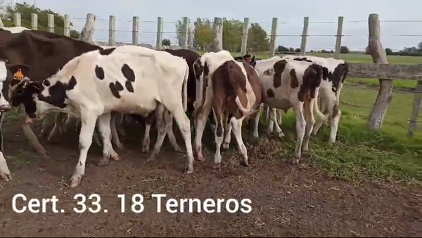 Lote TERNEROS