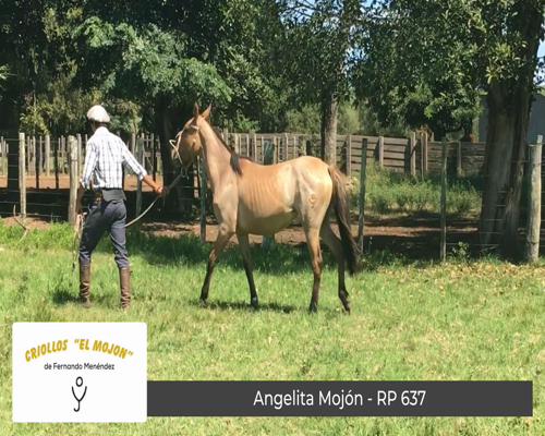 Lote Angelita Mojón (RP 637)