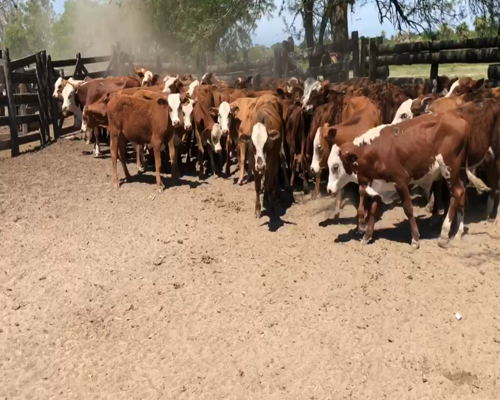 Lote 70 Terneros en Riacho He-He, Formosa