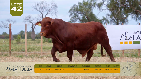 Lote LOTE 42