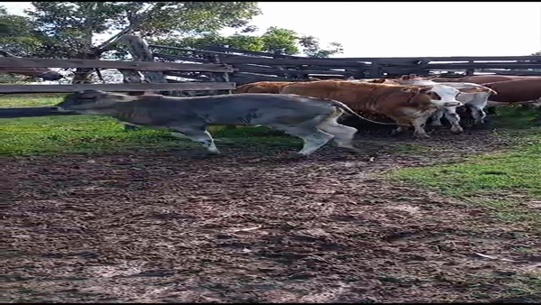 Lote 12 Terneros