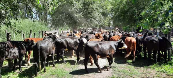 Lote 46 Vaquillonas en Gral. Lamadrid, Buenos Aires