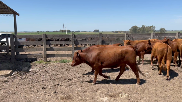 Lote 33 Vaquillonas Preñadas en Puntas de Maciel, Florida