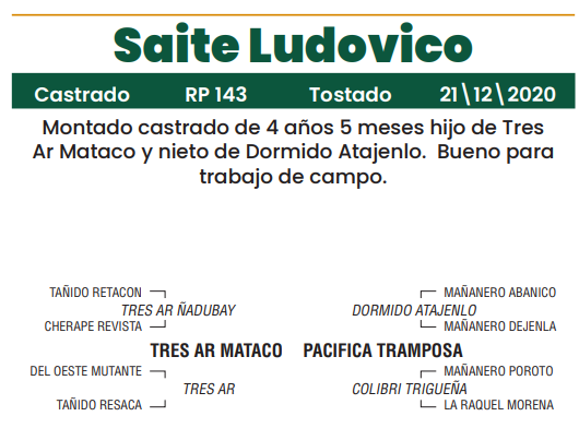 Lote LOTE 13