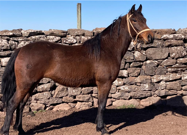 Lote FLOR DE ZUCARA GAITERA