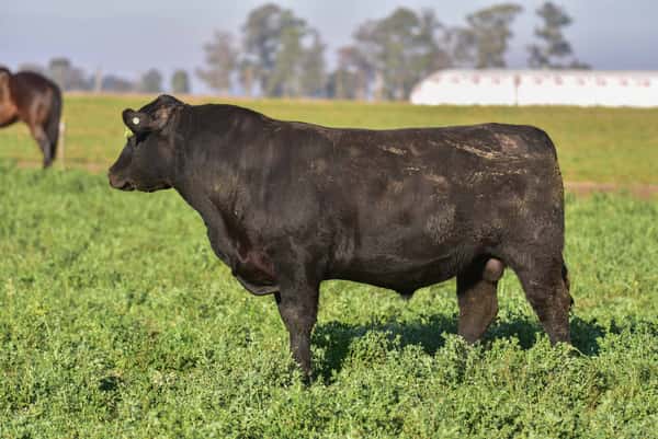Lote 2 Toros PC