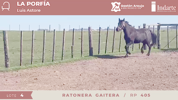 Lote RATONERA GAITERA