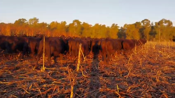 Lote 122 Vacas C/ gtia de preñez en Buenos Aires, Bolívar