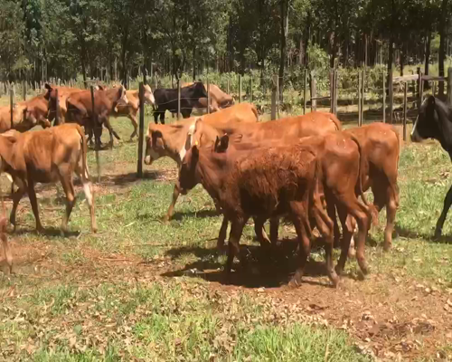 Lote 50 Terneros/as en San Carlos, Corrientes