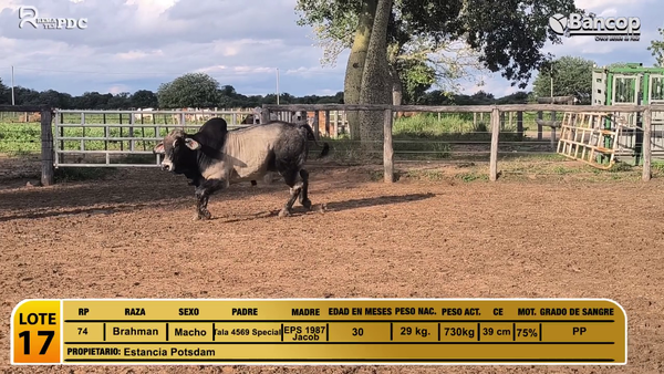 Lote Toros Brahman a remate en Viernes 30 de mayo- Remates PDC, Boquerón