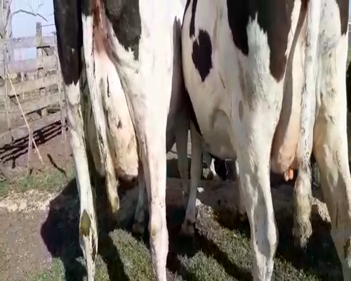 Lote Vacas en produccion Hornero Chico 6