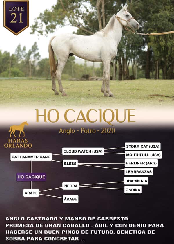 Lote HO CACIQUE