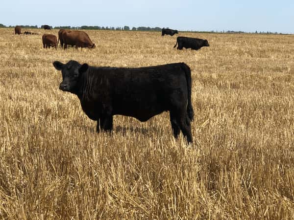 Lote 140 Terneros/as en Buenos Aires, Tres Arroyos
