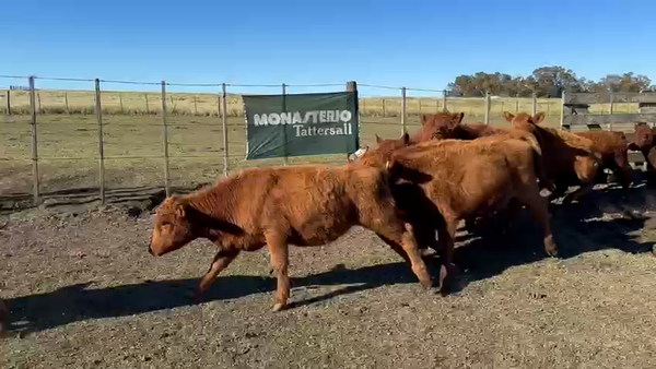 Lote 60 Terneras EN TRES ARROYOS