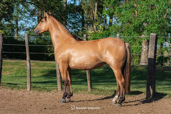 Lote NOVIA ALEGRE DE LA COLINA