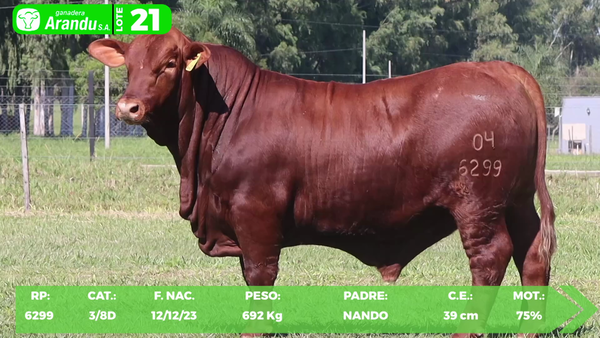 Lote LOTE 21