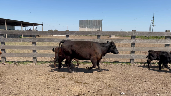 Lote 40 Piezas de cría en Puntas de Maciel, Florida