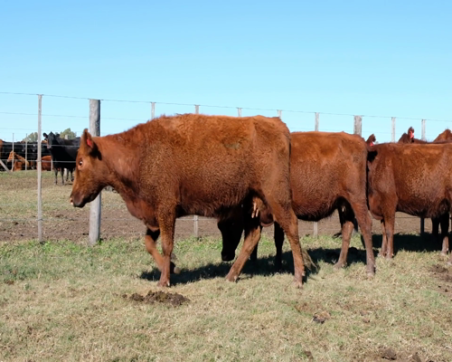 Lote Vacas CGP de 3ra paricion, Madres Angus Seleccionadas., en Olavarria, PBA.-