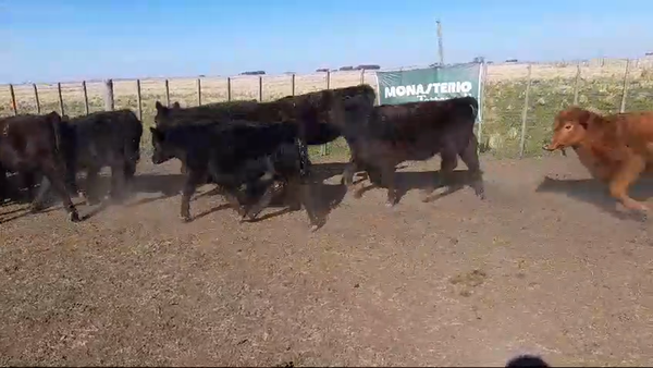 Lote 18 Terneros/as BENITO JUAREZ