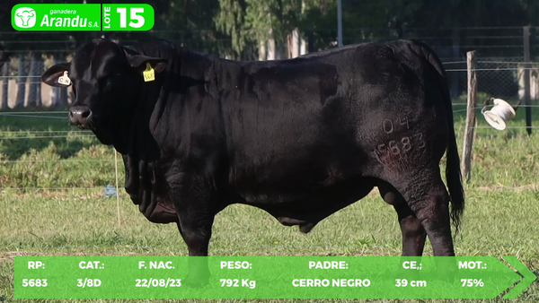 Lote LOTE 15